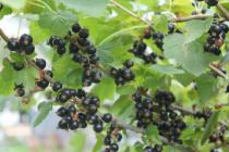 We are growing black and red currant, raspberry and strawberry to serve them to our tables 